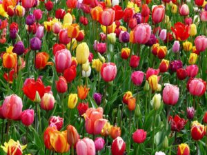 tulipes de toutes les couleurs dans un champ